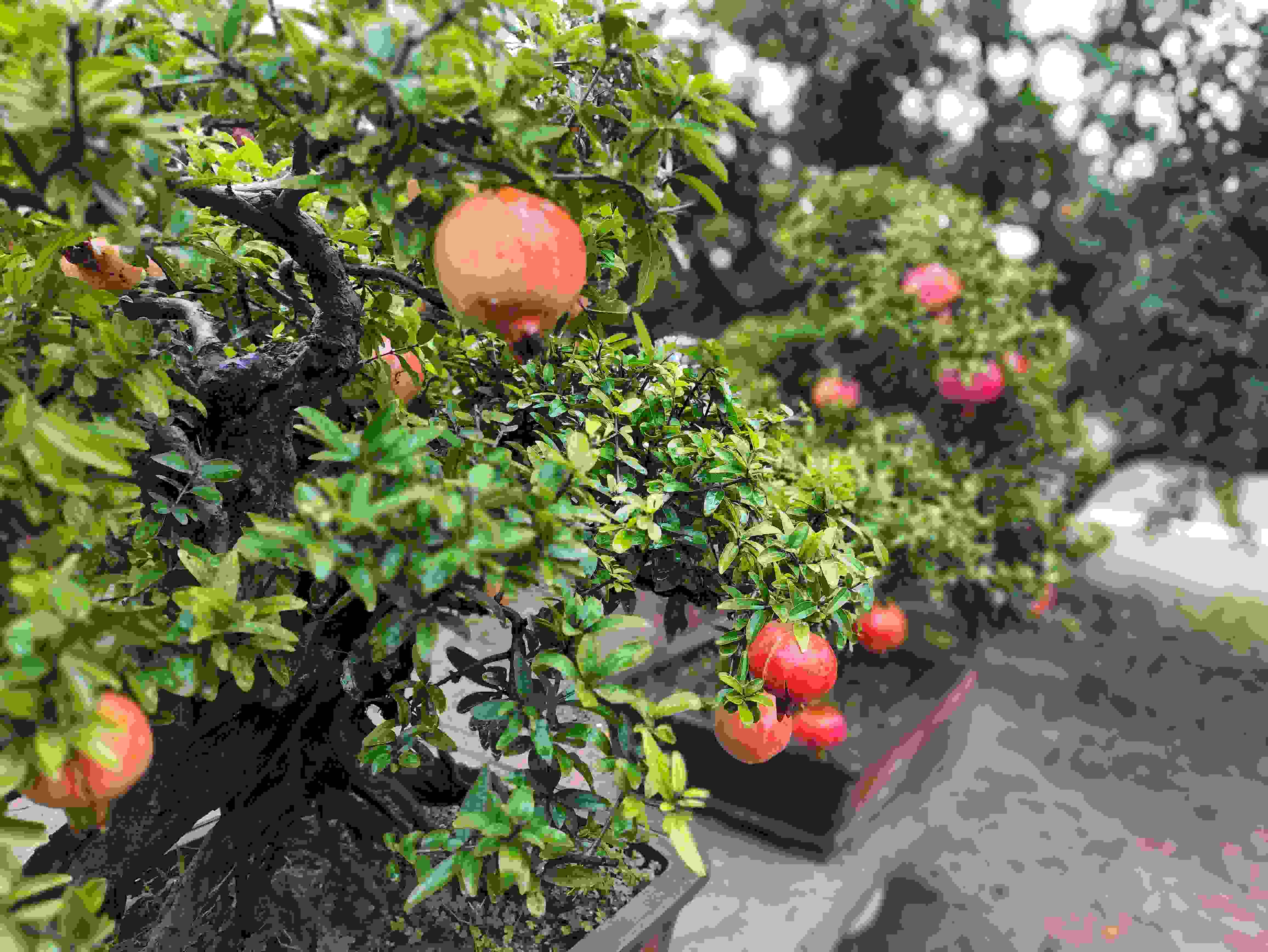 △石榴的發(fā)展帶動了當(dāng)?shù)厥衽杈爱a(chǎn)業(yè)。（總臺央視記者鐘信偉拍攝）