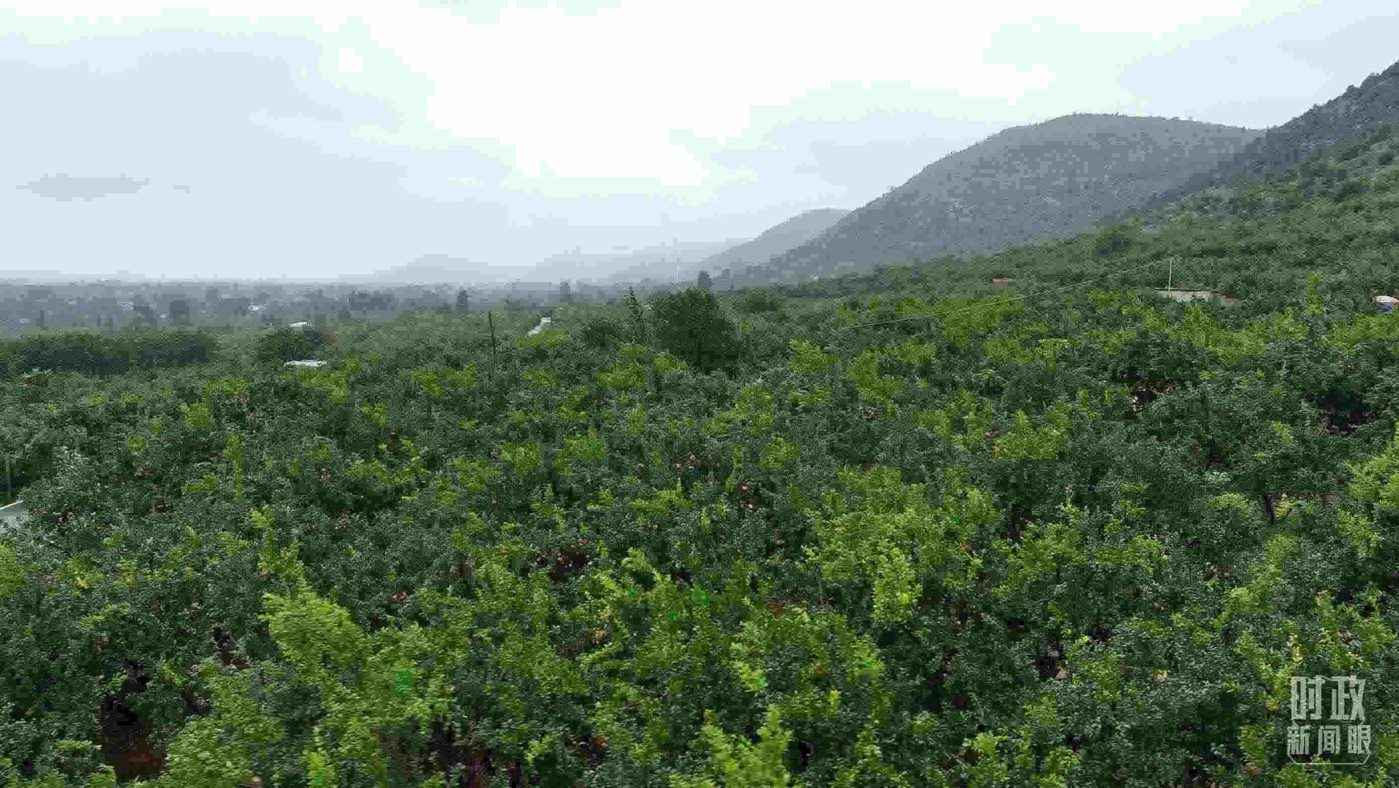 △山東棗莊冠世榴園。（總臺(tái)記者韓森、張鵬拍攝）