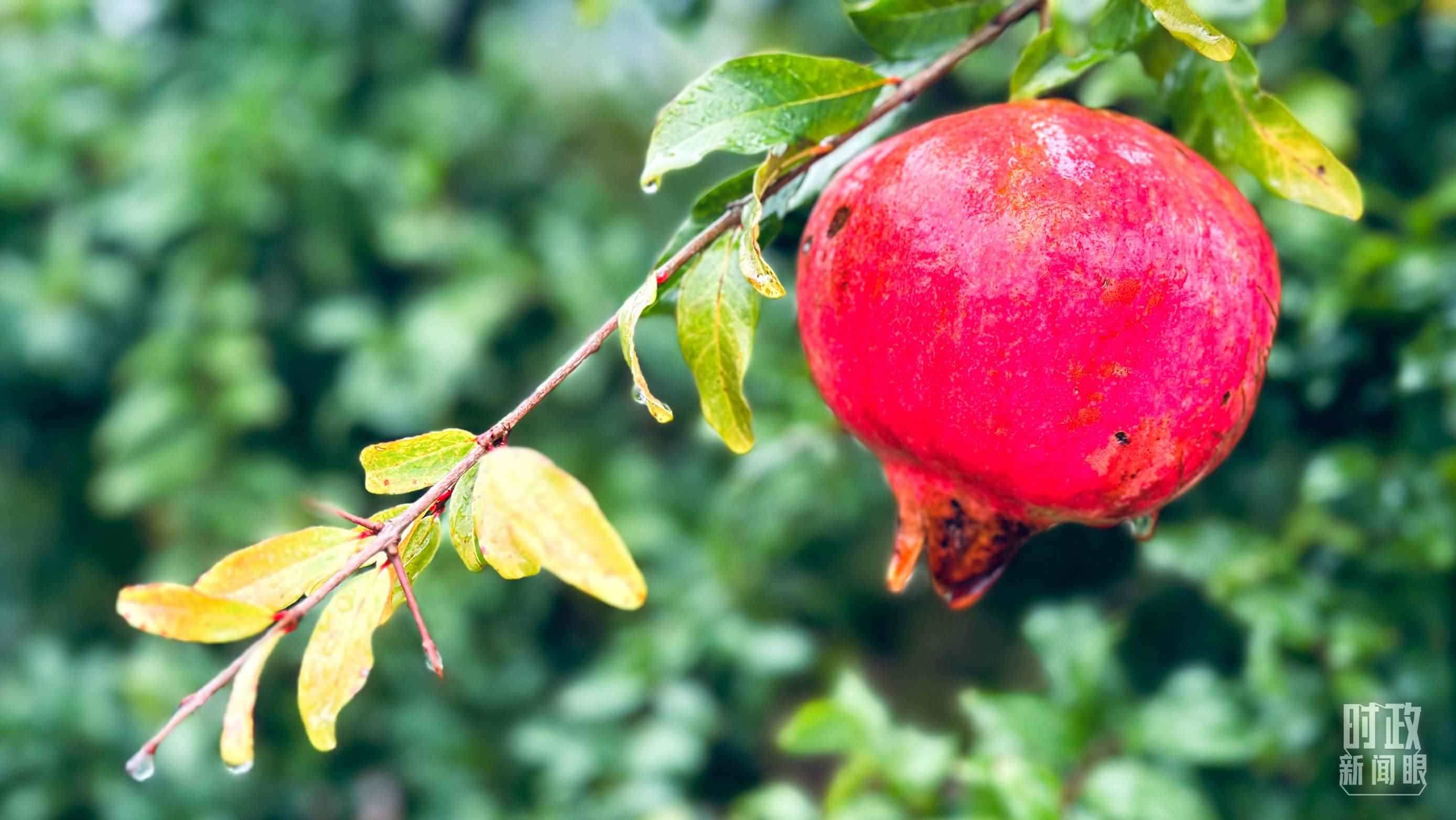 △山東省棗莊市冠世榴園，石榴紅了。（總臺央視記者范一鳴拍攝）