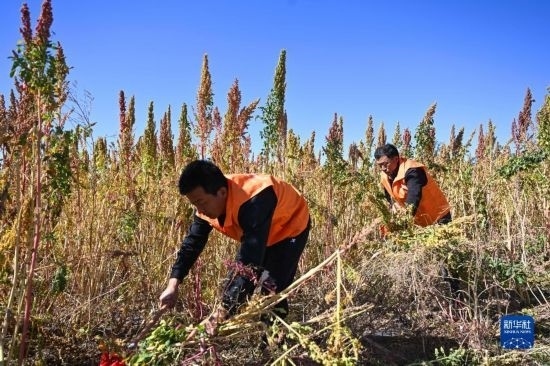 9月28日，農(nóng)民參加內(nèi)蒙古武川縣首屆藜麥開鐮節(jié)割藜麥比賽。