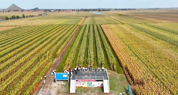在遼寧省鐵嶺縣蔡牛鎮(zhèn)，外地農(nóng)民到張莊玉米合作社的大田里學習玉米選種和栽種技術（2023年9月26日攝，無人機照片）。新華社記者 楊青 攝