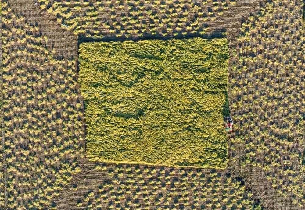 在吉林省舒蘭市平安鎮(zhèn)金星村，農(nóng)民駕駛農(nóng)機收割水稻（2023年9月21日攝，無人機照片）。新華社記者 張楠 攝