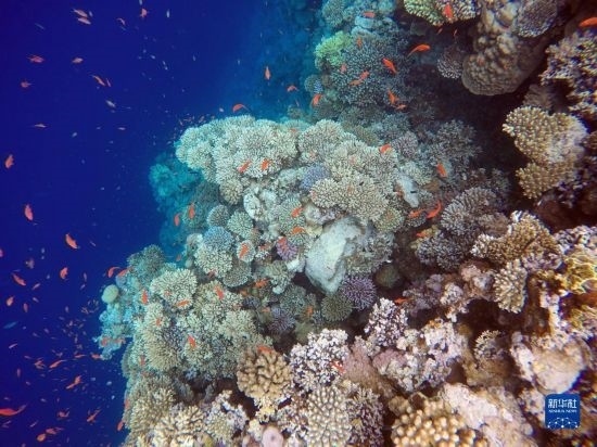  這是10月2日在埃及西奈半島達(dá)哈布藍(lán)洞內(nèi)拍攝的珊瑚和魚類。新華社記者 隋先凱 攝