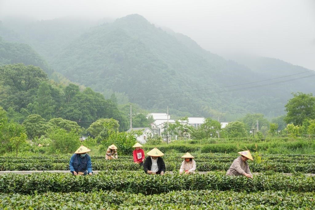 2022年5月11日，村民在大灣村生態(tài)茶園內(nèi)采摘茶葉。新華社記者杜宇攝