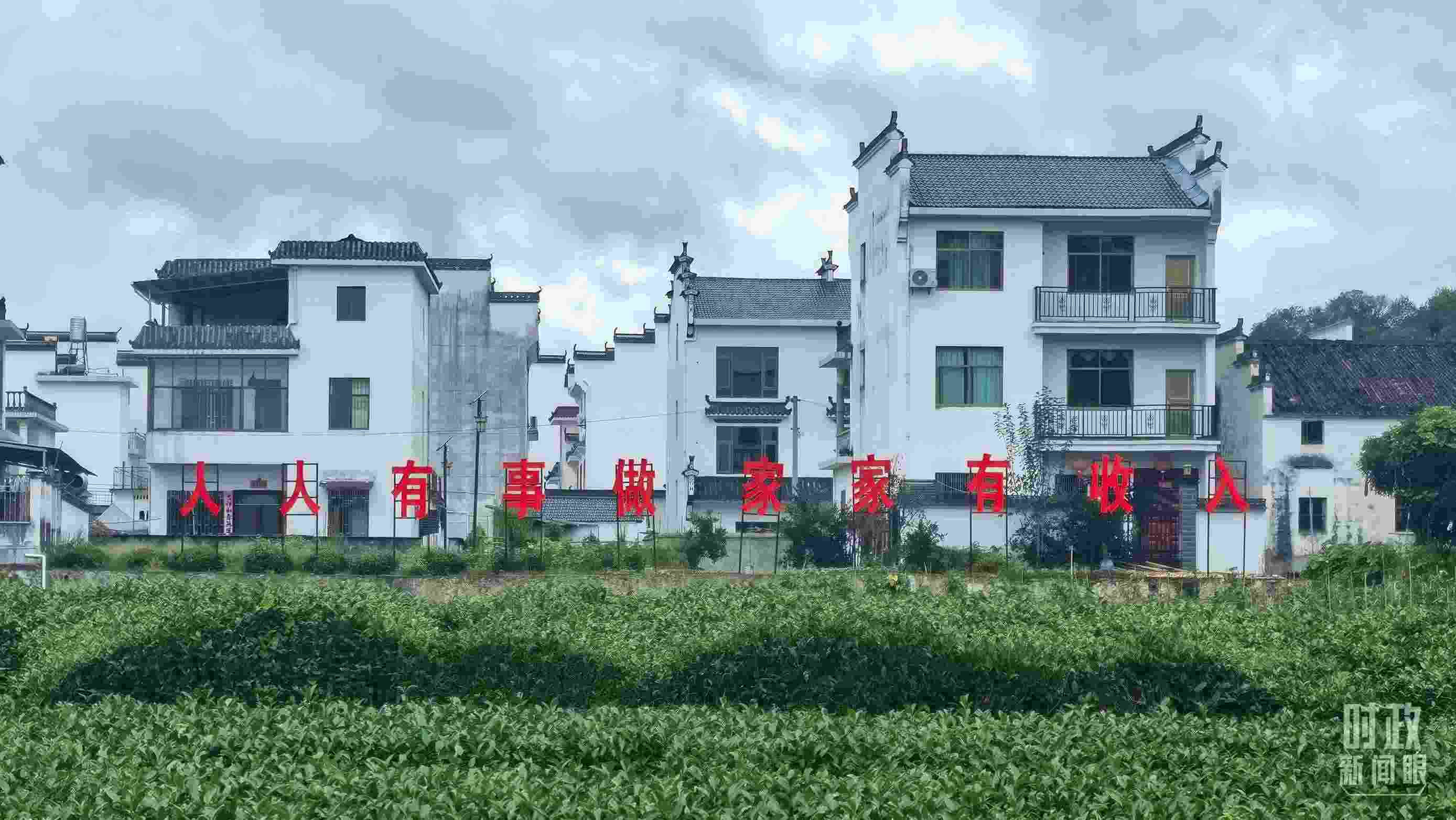 △石門村村民種植的茶葉。（總臺(tái)央視記者賈林拍攝）