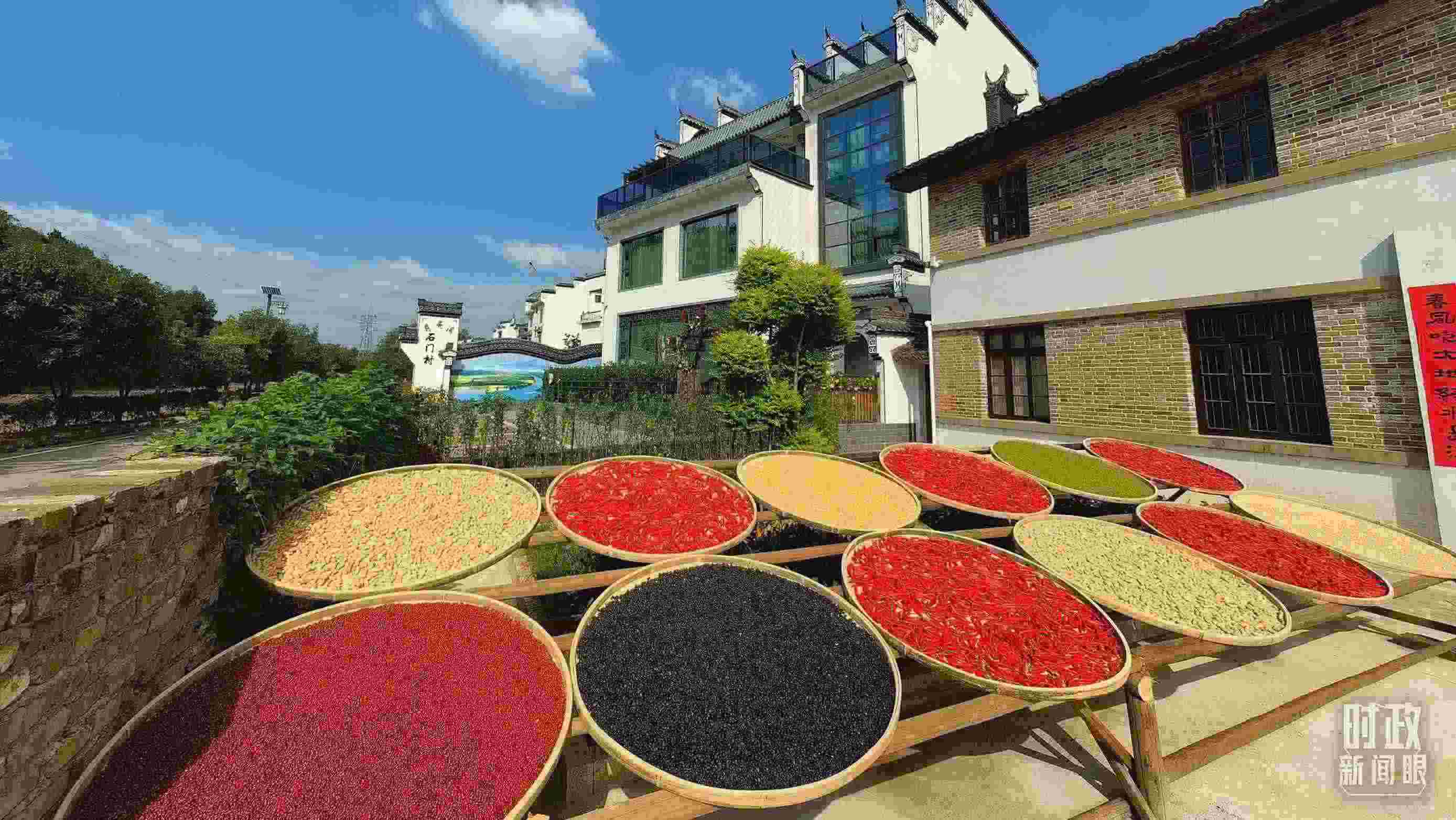 △曬秋農(nóng)俗成為婺源鄉(xiāng)村的一道美麗風(fēng)景。（總臺(tái)央視記者段德文拍攝）