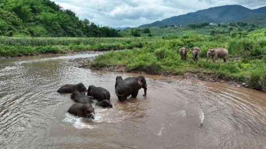 野生亞洲象組團泡澡降溫解暑。何有剛攝