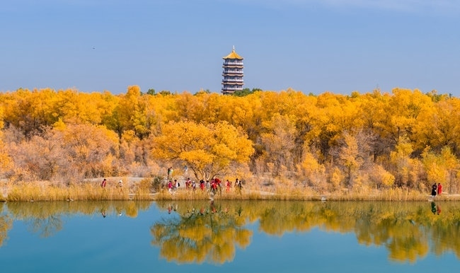 胡楊林金碧耀眼。蘭州局集團公司融媒體中心供圖