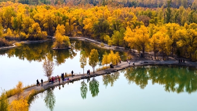 胡楊林金碧耀眼。蘭州局集團公司融媒體中心供圖