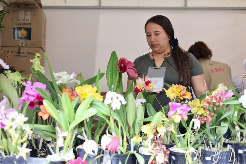 9月14日至17日，哥倫比亞首都波哥大舉辦蘭花展。