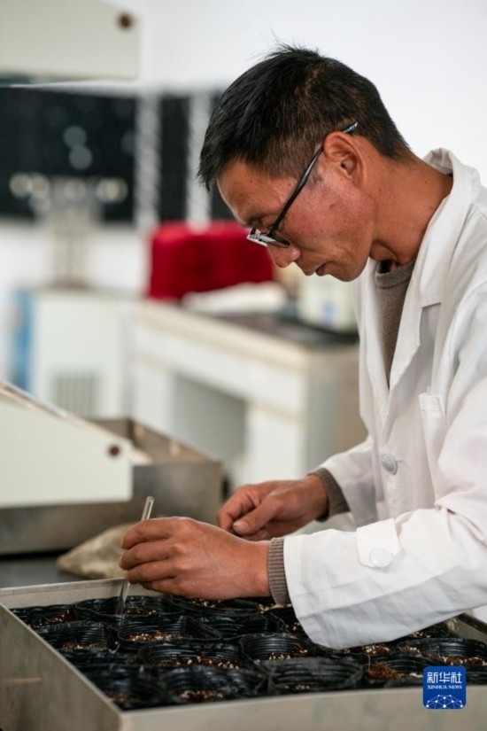 技術(shù)員田連通在實(shí)驗(yàn)室播種太空種子（4月3日攝）。