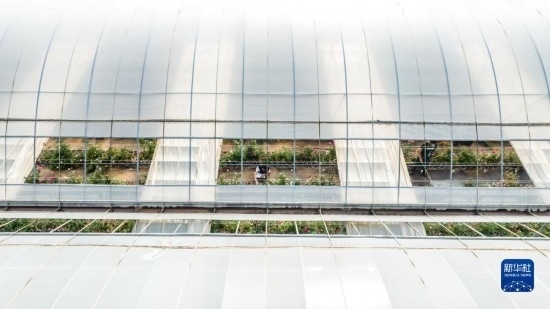 云南省安寧市現(xiàn)代農(nóng)業(yè)園區(qū)玫瑰種植示范園一景（無人機(jī)照片，10月20日攝）。