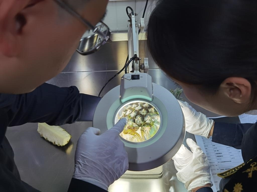 11月3日，上海海關(guān)關(guān)員對(duì)首批入境中國(guó)、參展第六屆進(jìn)博會(huì)的貝寧菠蘿進(jìn)行檢驗(yàn)檢疫。新華社記者 吳宇 攝