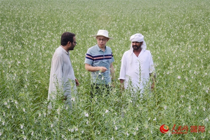 中巴經(jīng)濟(jì)走廊農(nóng)業(yè)合作中心負(fù)責(zé)人席建龍（中）與巴基斯坦當(dāng)?shù)剞r(nóng)戶在芝麻種植園交流作物生長(zhǎng)情況。人民網(wǎng)記者薩義德·邁赫迪攝