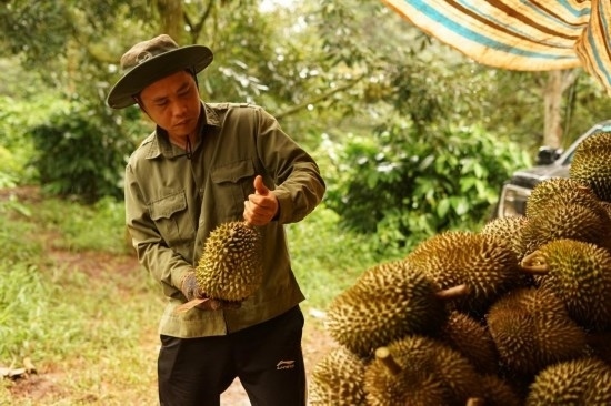 9月15日，在越南多樂省一家榴蓮果園，一名果農初步清潔剛采摘的榴蓮。依托中國-東盟博覽會等平臺，越來越多東盟國家的榴蓮得以更加便捷地進入中國市場，并以更加優(yōu)惠的價格走上消費者的餐桌。（新華社記者胡佳麗攝）