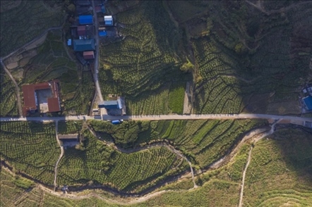 漠源鄉(xiāng)西柚基地。將樂(lè)縣農(nóng)業(yè)農(nóng)村局供圖