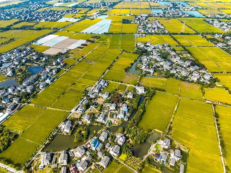 2023年10月22日，浙江海寧市黃灣鎮(zhèn)，金秋時(shí)節(jié)，金黃色的稻田與美麗鄉(xiāng)村構(gòu)成一幅寧靜祥和的畫卷。