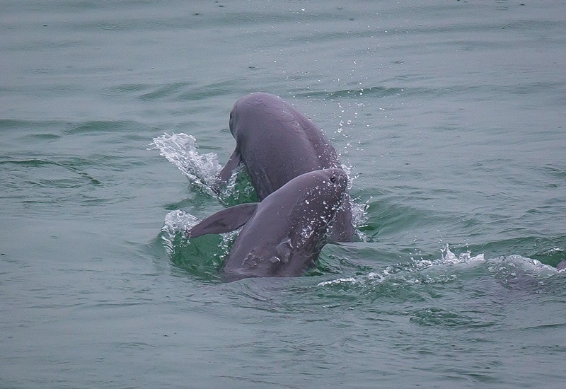 2021年5月10日，在湖北省宜昌市江邊，長江江豚在水中嬉戲。
