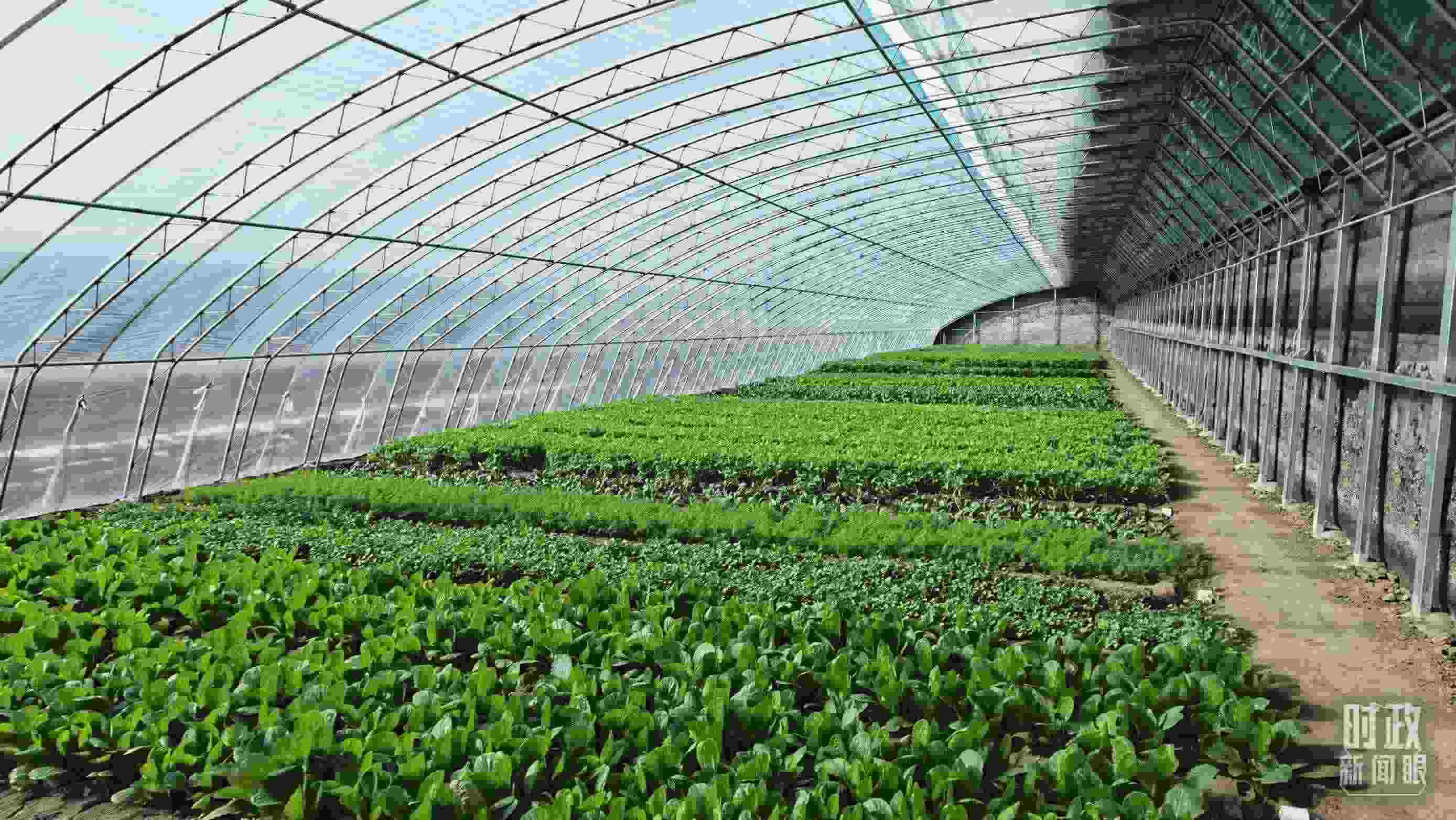 △第六埠村蔬菜大棚。（總臺(tái)央視記者郭鴻拍攝）