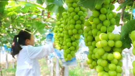 小屯村葡萄園里的陽(yáng)光玫瑰葡萄。肖俊楠攝