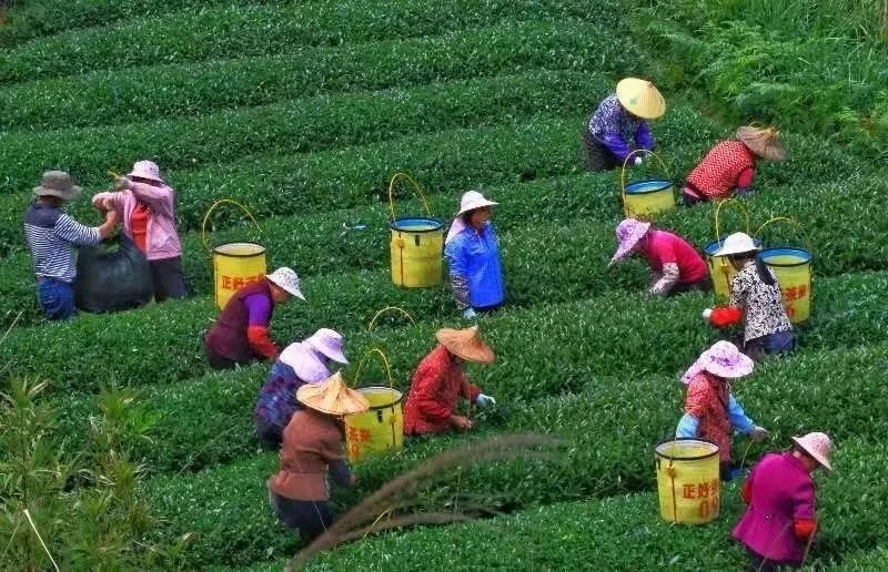 △軍營(yíng)村茶農(nóng)在茶園采茶。