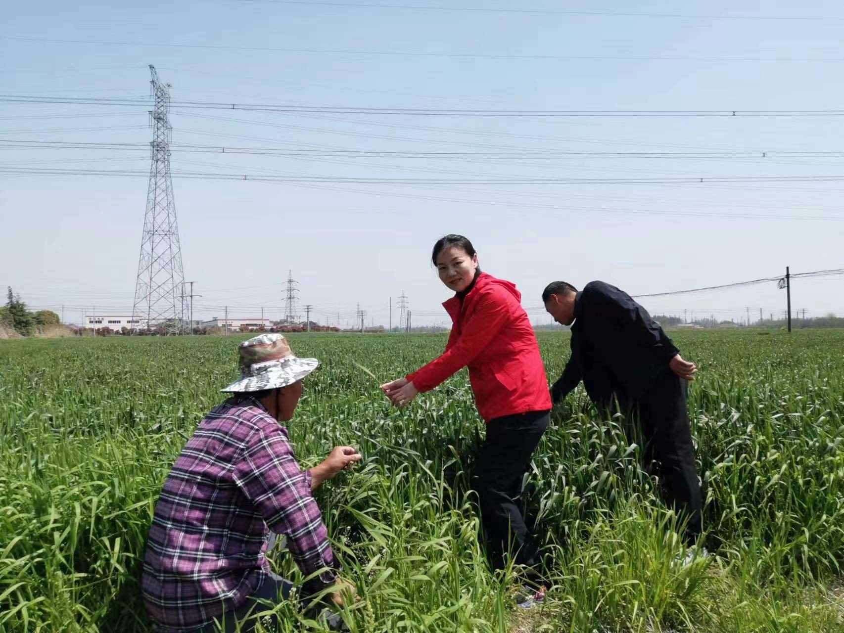 魏巧在田間察看農(nóng)作物長勢。