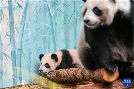 這是3月8日在俄羅斯莫斯科動物園拍攝的大熊貓“喀秋莎”（左）和媽媽“丁丁”。新華社記者 曹陽 攝