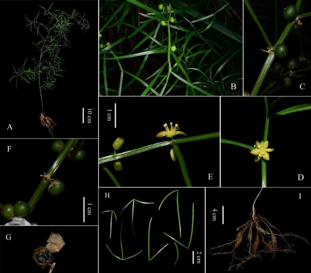 圖為大別山天門冬的形態(tài)特征。（中國科學(xué)院武漢植物園供圖）
