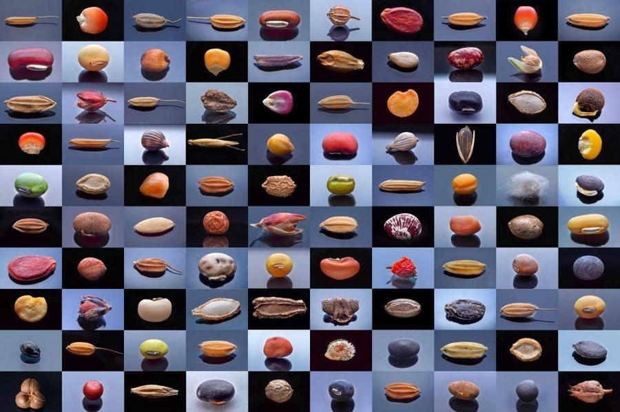 微距鏡頭下，湖南省農(nóng)作物種質(zhì)資源庫(kù)的種子千姿百態(tài)（100個(gè)種子拼版照片）。