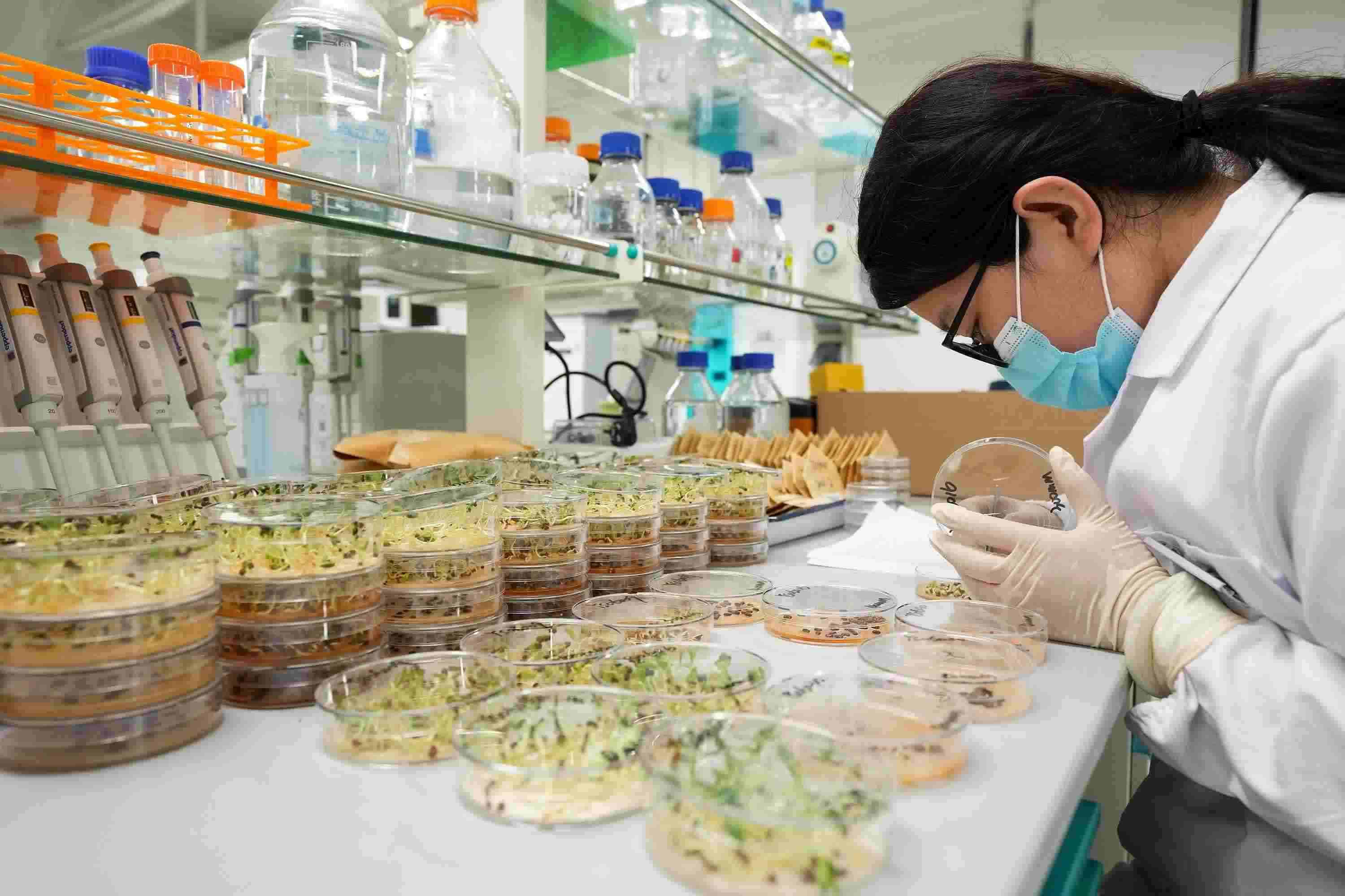 △ 海南三亞崖州灣科技城的崖州灣種子實(shí)驗(yàn)室，科研人員正在觀察種子樣本。