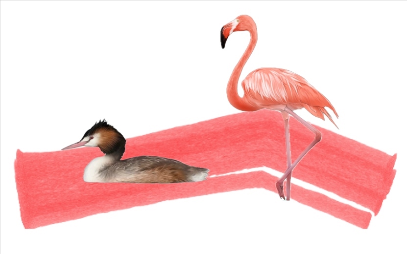 奇跡鳥類（火烈鳥總目）。浙江大學(xué)供圖