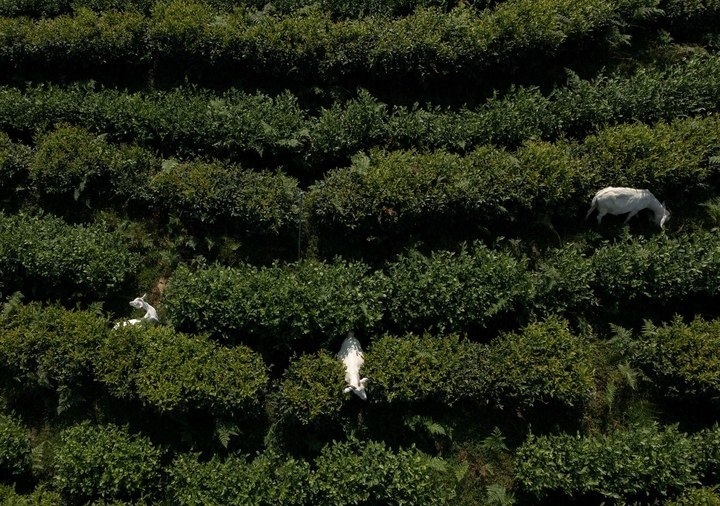 惠明茶園，養(yǎng)羊控草。供圖 共享聯(lián)盟·景寧