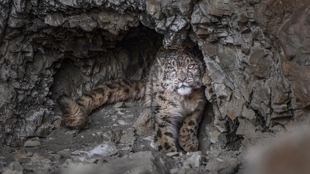 “高原精靈”雪豹。尼瑪多吉攝