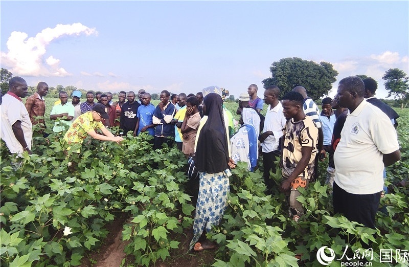 當(dāng)?shù)孛揶r(nóng)紛紛向中國(guó)專家學(xué)習(xí)技術(shù)。人民網(wǎng)記者 黃培昭攝