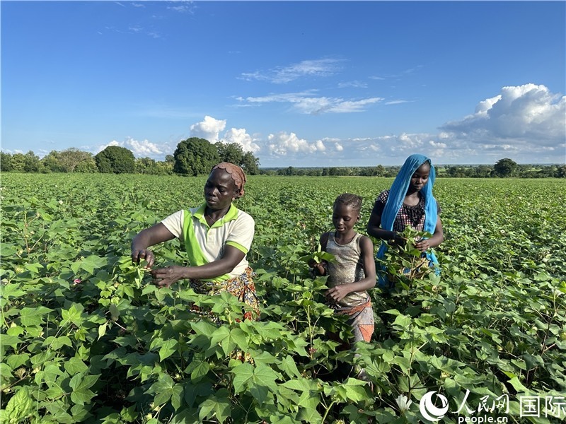 當(dāng)?shù)孛揶r(nóng)在麥田里勞作。人民網(wǎng)記者 黃培昭攝