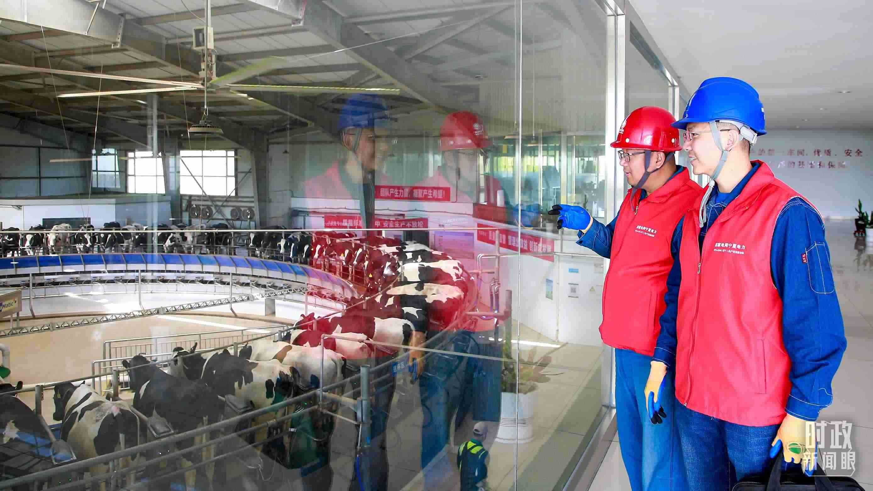  △寧夏銀川，電力員工深入奶牛養(yǎng)殖企業(yè)，助力數(shù)智化養(yǎng)殖。（圖/視覺中國）