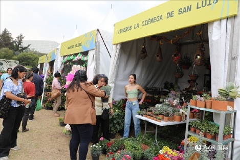 坎波·馬特活動現(xiàn)場。埃內(nèi)斯托·多明戈斯攝