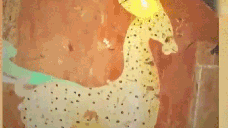 在全新技術支持下，敦煌莫高窟實現(xiàn)了窟內文物窟外看的新體驗。