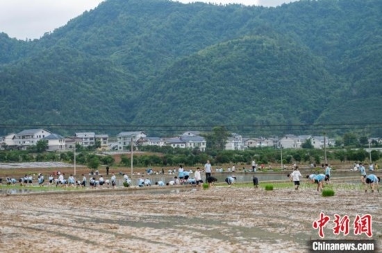 圖為5月21日，綏陽縣旺草中學(xué)學(xué)生在旺草萬畝大壩體驗(yàn)插秧。唐哲 攝