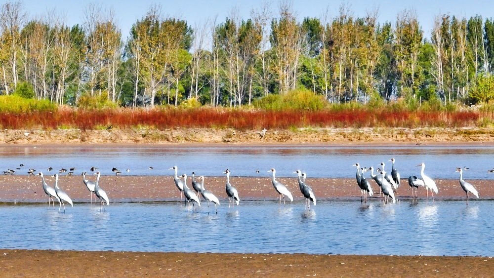 在山東黃河三角洲國(guó)家級(jí)自然保護(hù)區(qū)拍攝的白枕鶴（2022年10月18日攝）。新華社發(fā)（楊斌 攝）