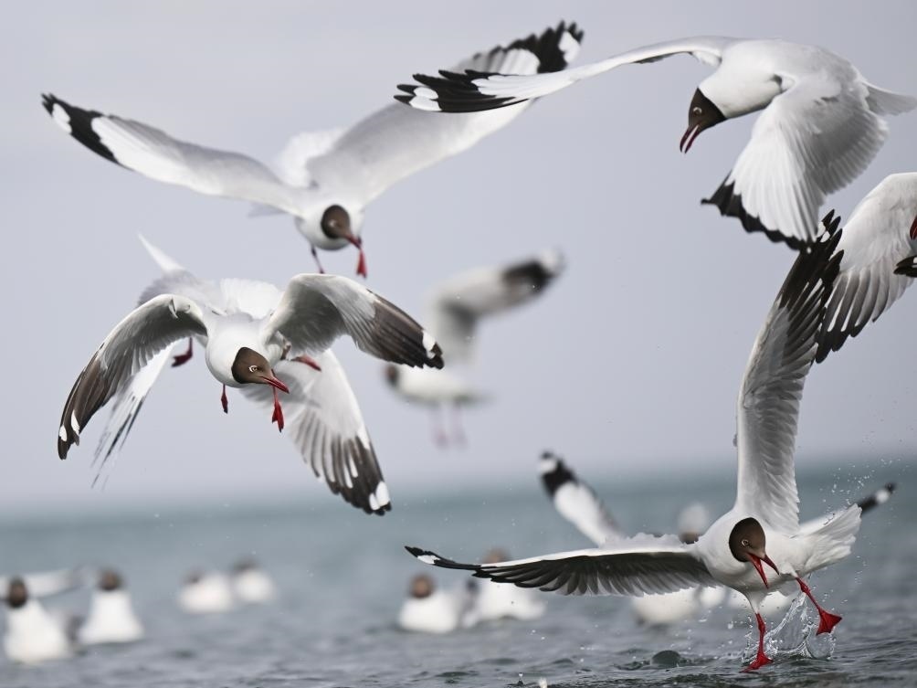 這是2023年4月13日在青海湖拍攝的棕頭鷗。新華社記者 張龍 攝