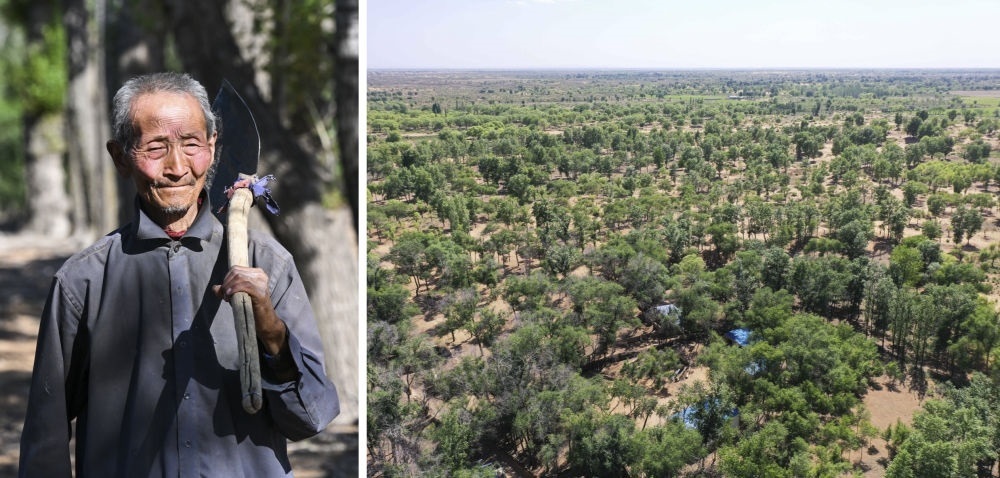 拼版照片：左圖為內(nèi)蒙古鄂托克前旗呼和陶勒蓋嘎查的牧民曹扎娃出門勞作（2023年6月14日攝）；右圖為曹扎娃的承包地（2023年6月14日攝，無人機(jī)照片）。20世紀(jì)80年代，在毛烏素沙地中，曹扎娃主動(dòng)承包了2300多畝沙地。這么多年來，曹扎娃堅(jiān)持種樹治沙，最終將沙地變成了林海。新華社記者 劉磊 攝