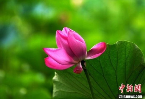 6月19日，時(shí)值一年畢業(yè)季，四川大學(xué)望江校區(qū)荷花池里的荷花盛開，成為了畢業(yè)生們的打卡圣地，吸引了眾多畢業(yè)生拍照留念。圖為盛開的荷花。中新社記者 安源 攝