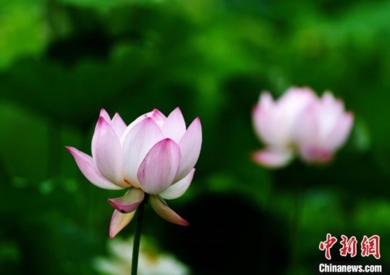 6月19日，時(shí)值一年畢業(yè)季，四川大學(xué)望江校區(qū)荷花池里的荷花盛開，成為了畢業(yè)生們的打卡圣地，吸引了眾多畢業(yè)生拍照留念。圖為盛開的荷花。中新社記者 安源 攝