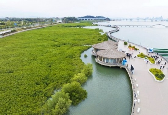 2024年1月23日拍攝的廈門市翔安區(qū)下潭尾紅樹林公園（無人機照片）。新華社記者 林善傳 攝