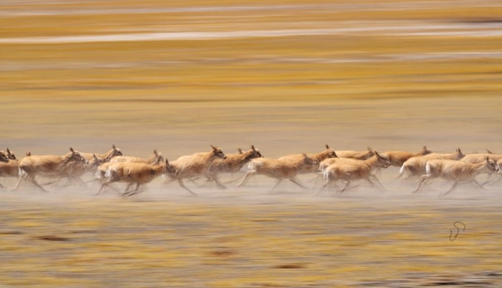 2024年6月13日，在羌塘國(guó)家級(jí)自然保護(hù)區(qū)，遷徙中的藏羚羊奔跑起來(lái)。新華社記者費(fèi)茂華攝