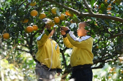 貴州黃平縣小朋友在校外勞動(dòng)實(shí)踐基地采摘柑橘。