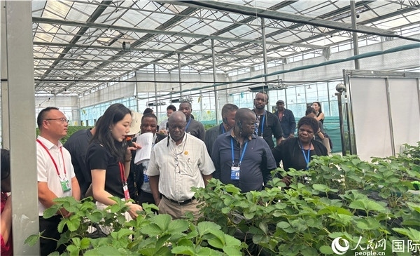 研討班成員在大棚中了解植物種植技術(shù)。人民網(wǎng) 曹欣悅攝