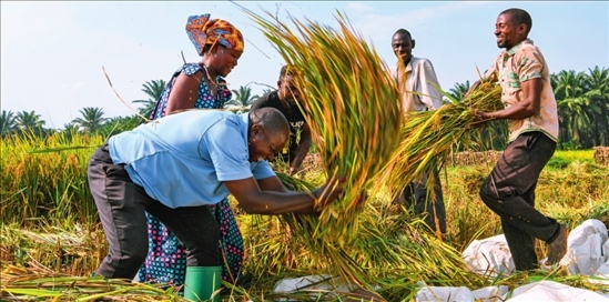 2018 年，中國(guó)農(nóng)業(yè)專家組在布隆迪布班扎省吉漢加縣設(shè)立首個(gè)水稻減貧示范村。圖為當(dāng)?shù)剞r(nóng)戶在稻田里給雜交水稻脫粒（2023 年 6 月 20 日攝） 韓旭攝 / 本刊