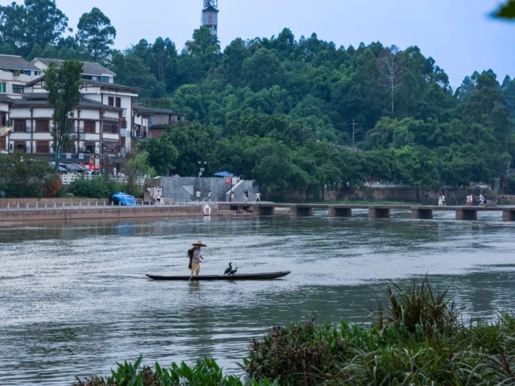 蘇稽古鎮(zhèn)的漁民在進行魚鷹捕魚表演。本報記者 伊霄攝